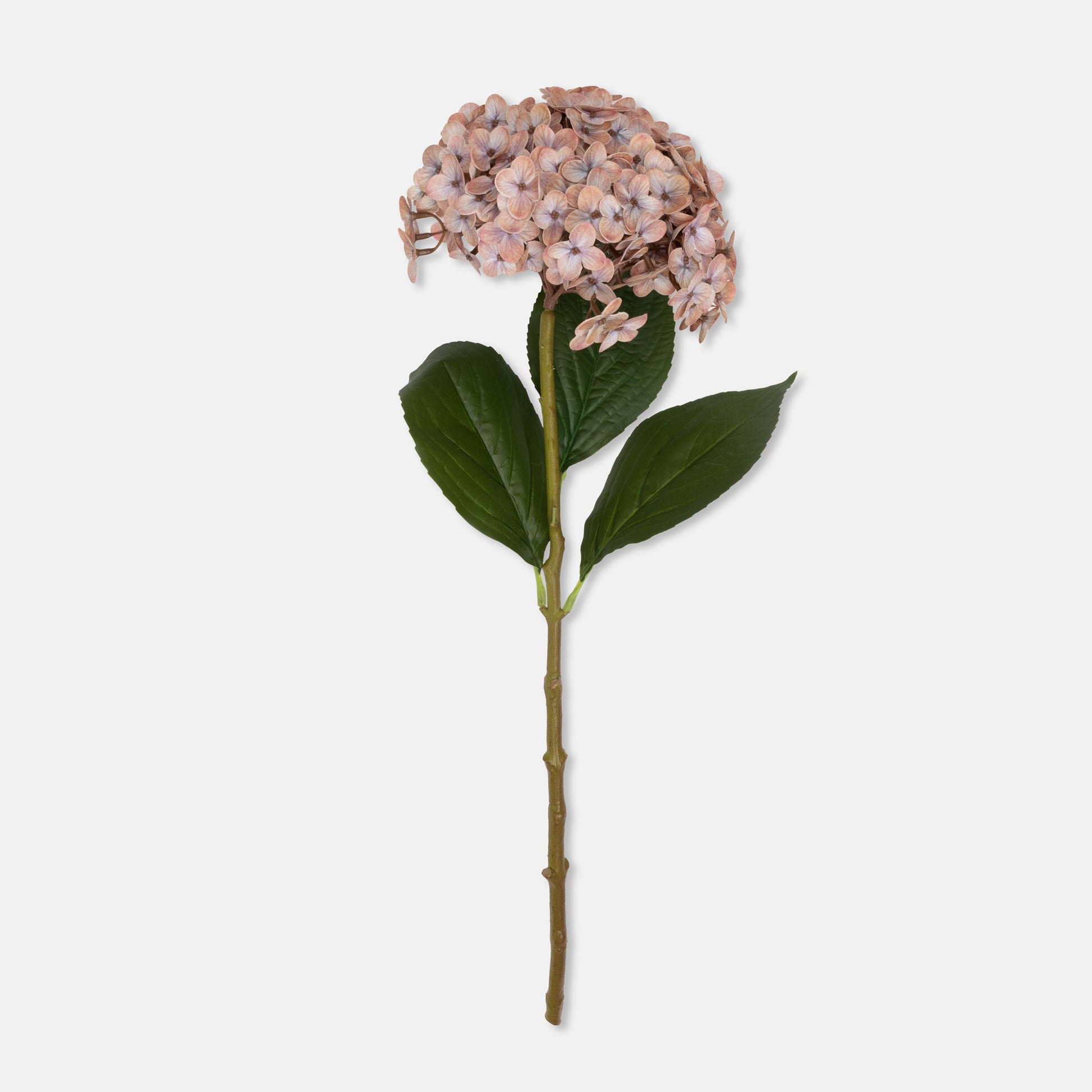 DIMM: Gerviblóm · Hydrangea · Antique Blush