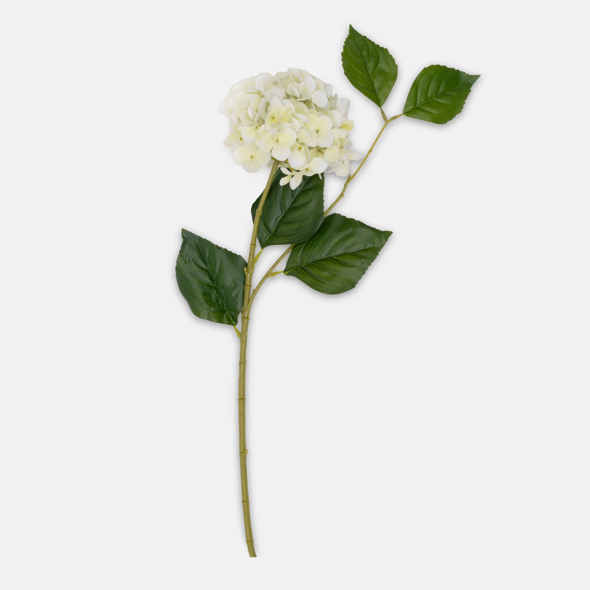 DIMM: Gerviblóm · Hydrangea Zest