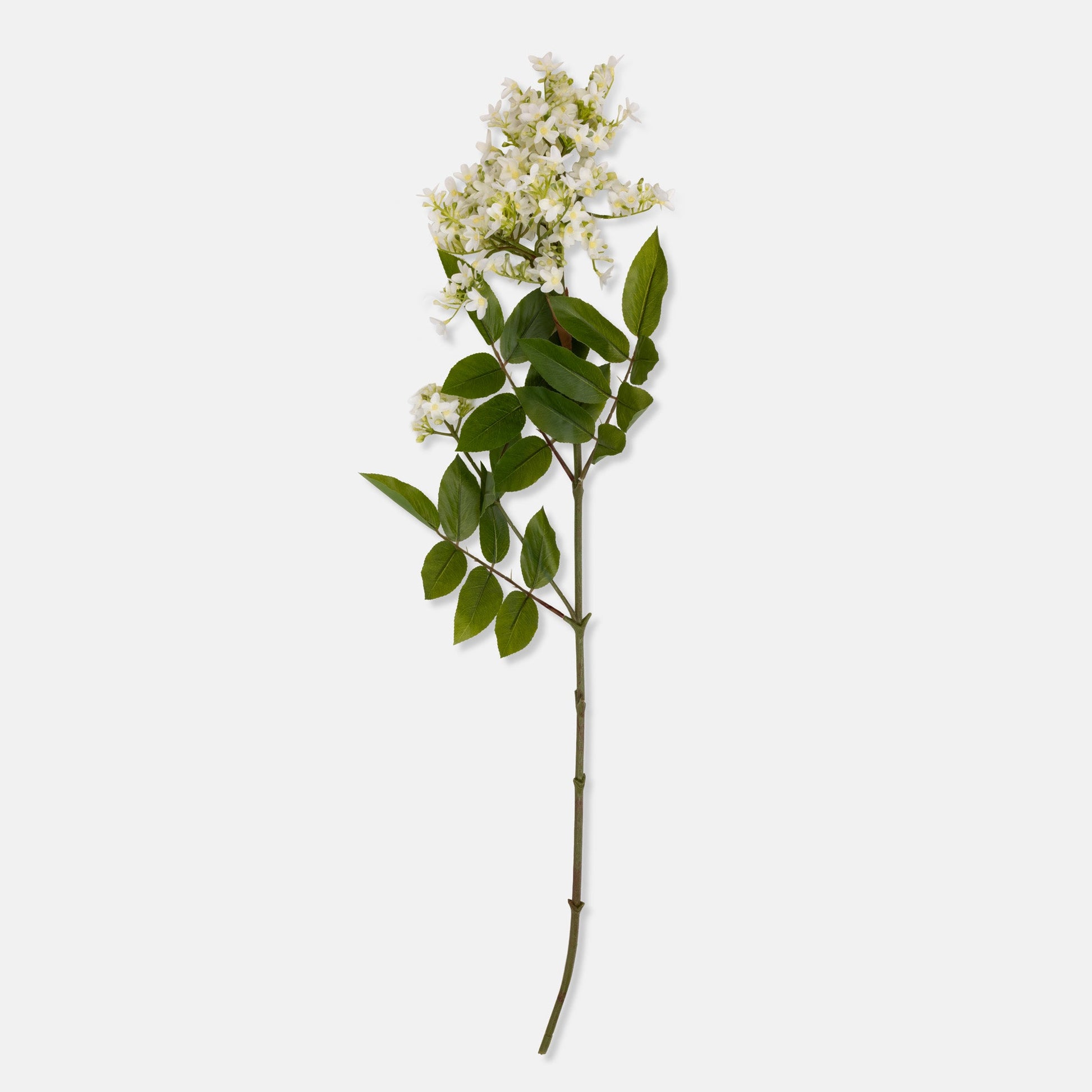 DIMM: Gerviblóm · Lilac Stem · White