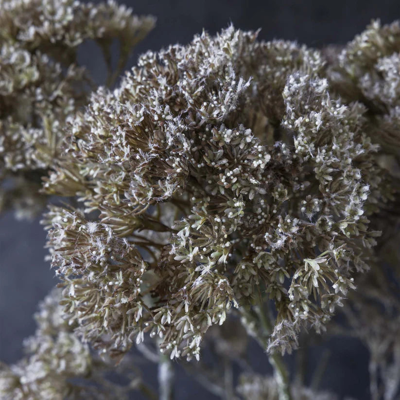 DIMM: Gerviblóm · Orlaya