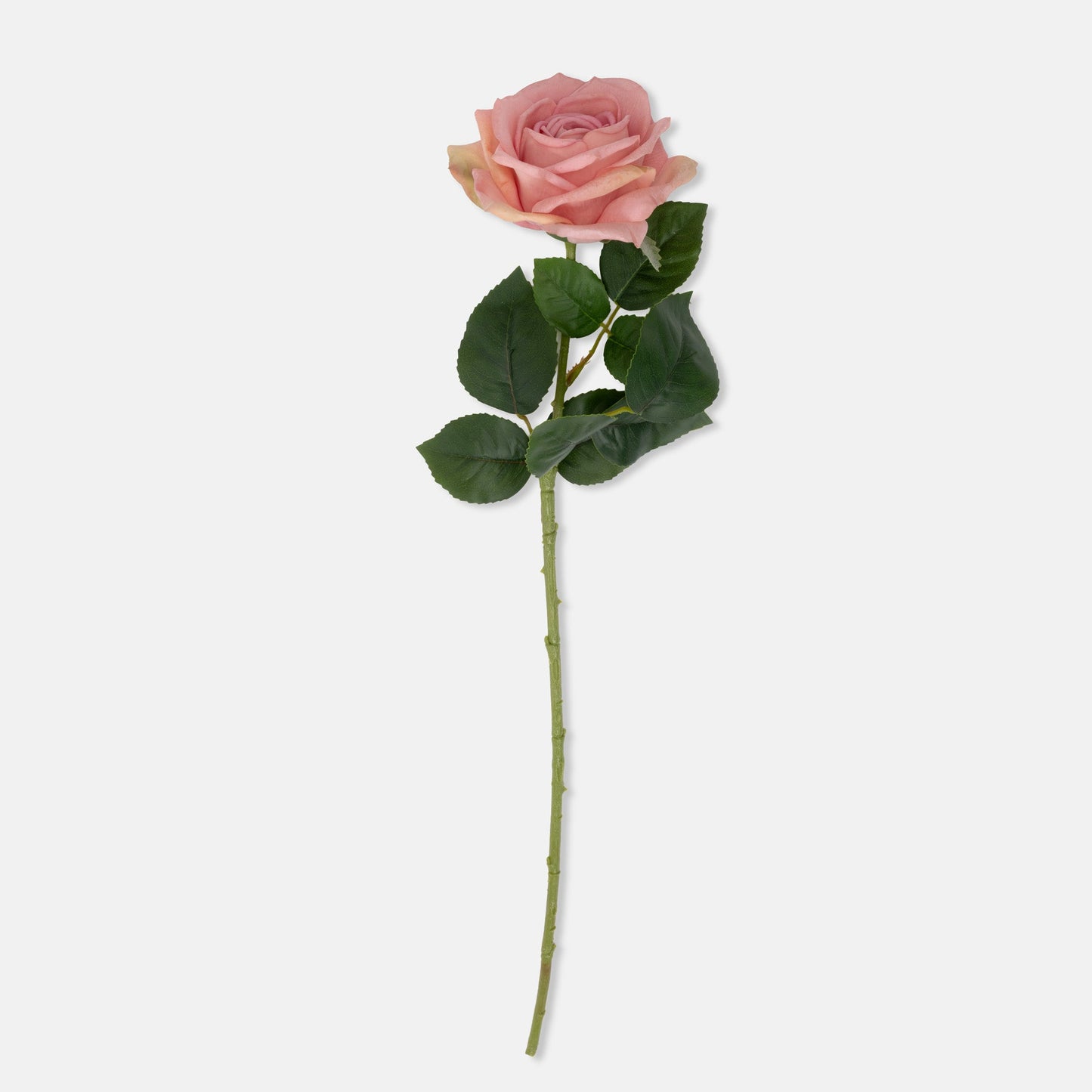 DIMM: Gerviblóm · Rose Peach