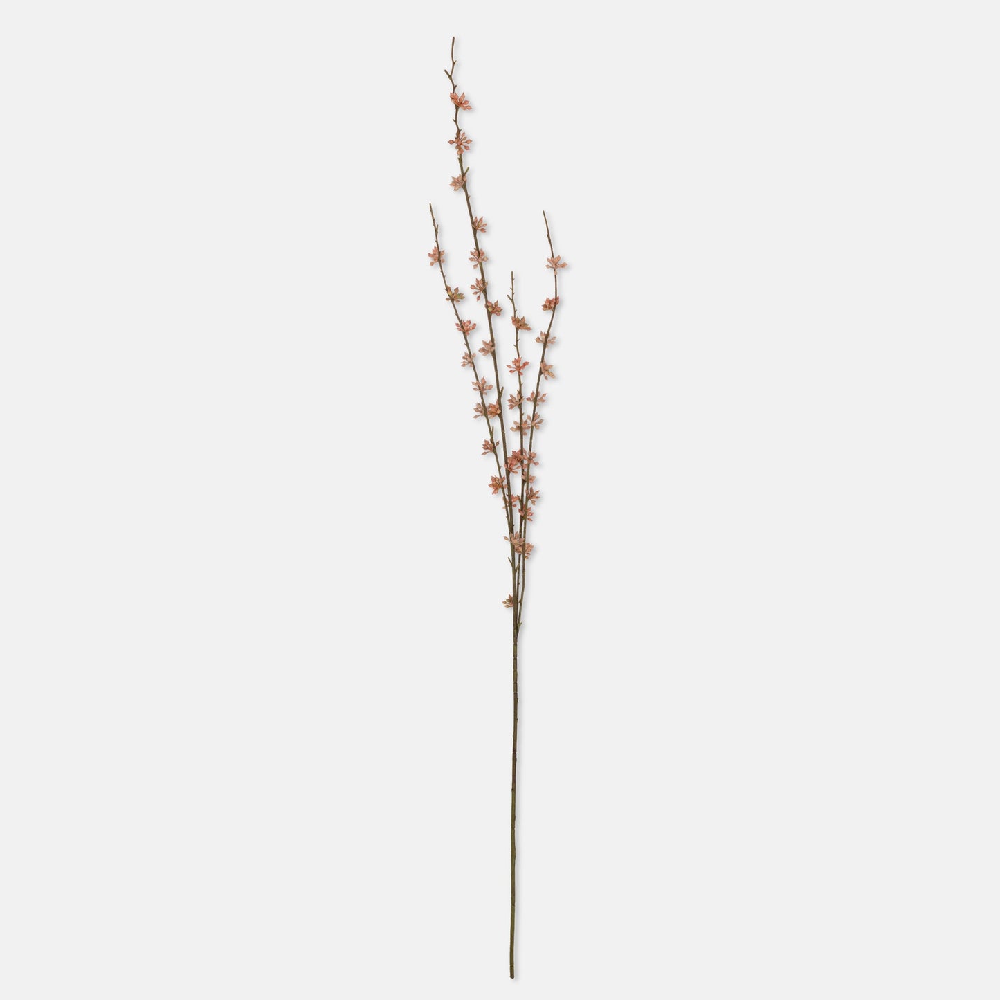 DIMM: Gerviblóm · Succulent Coral