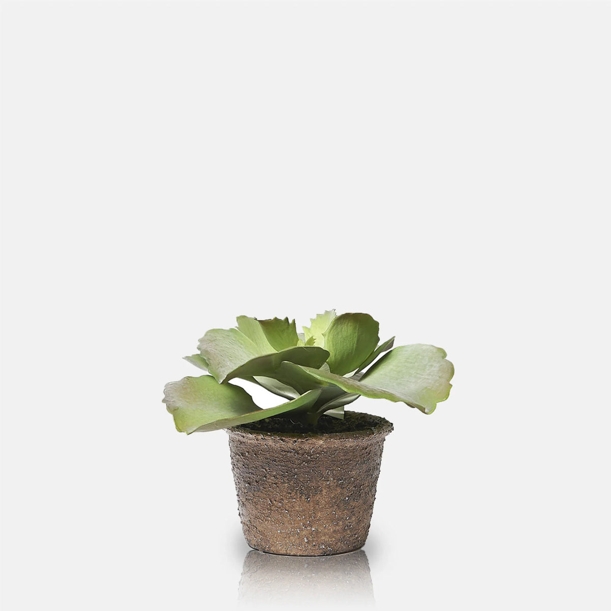 DIMM: Gerviblóm · Echeveria Crinoline