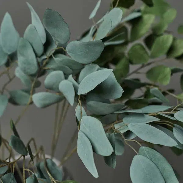 DIMM: Abigail Ahern gerviblóm · Eucalyptus populus