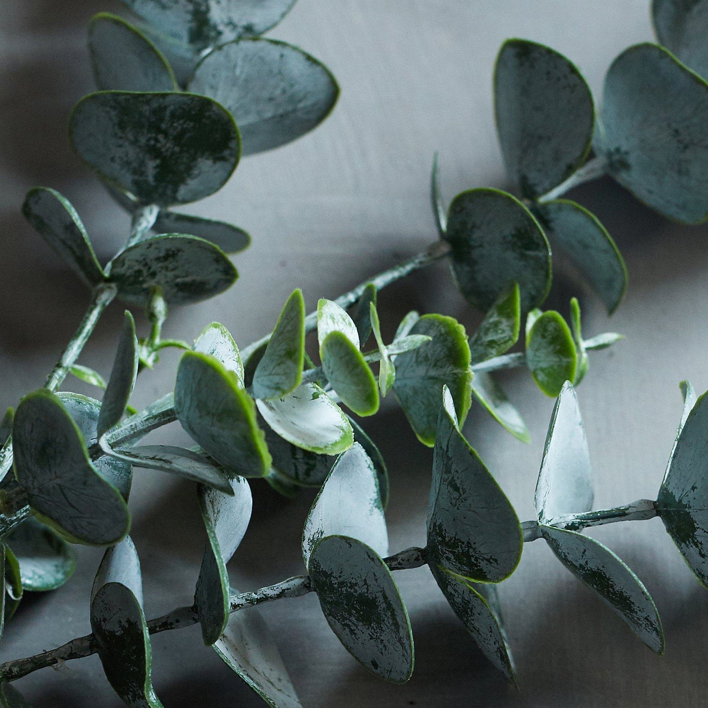 DIMM: Abigail Ahern gerviblóm · Eucalyptus Sage