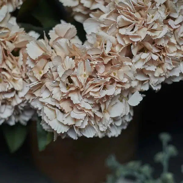 DIMM: Abigail Ahern gerviblóm · Hydrangea vanilla