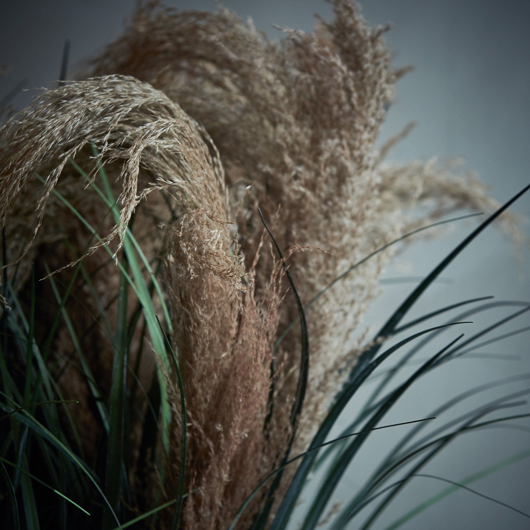 DIMM: Abigail Ahern gerviblóm · Pampass Grass