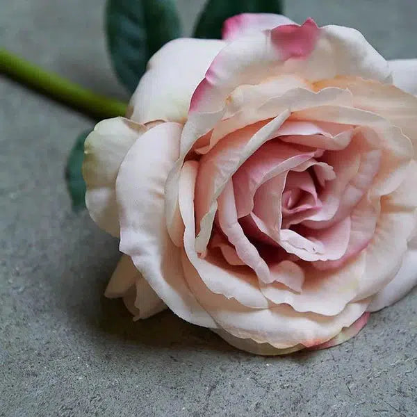 DIMM: Abigail Ahern gerviblóm · Rose blush